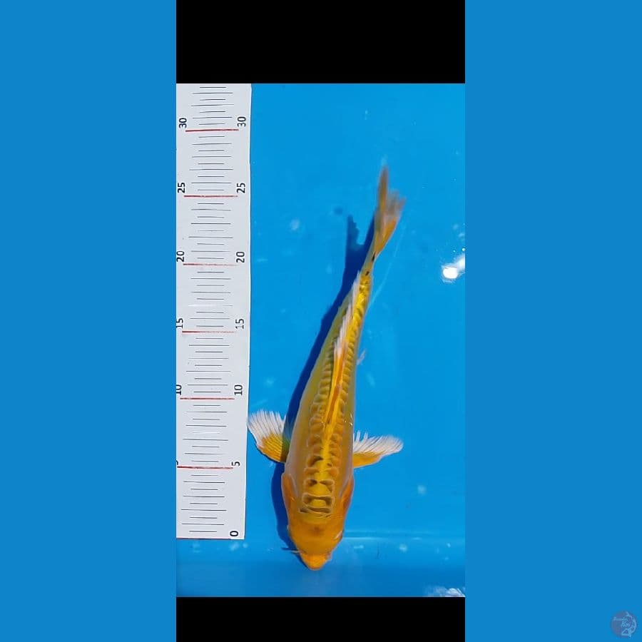 ogon selayer 27 cm
