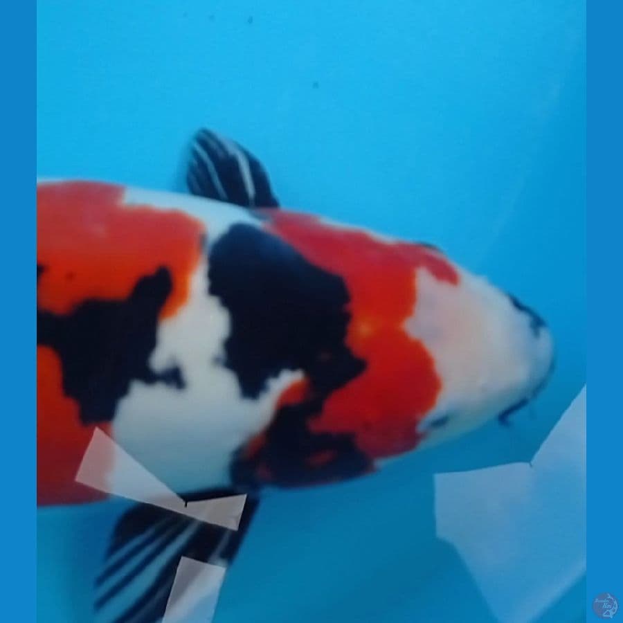 42 cm Doitsu Showa