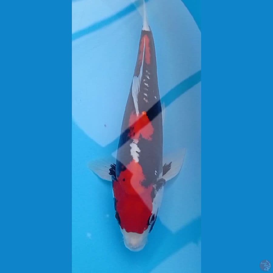 35 cm Beni kumon Jantan