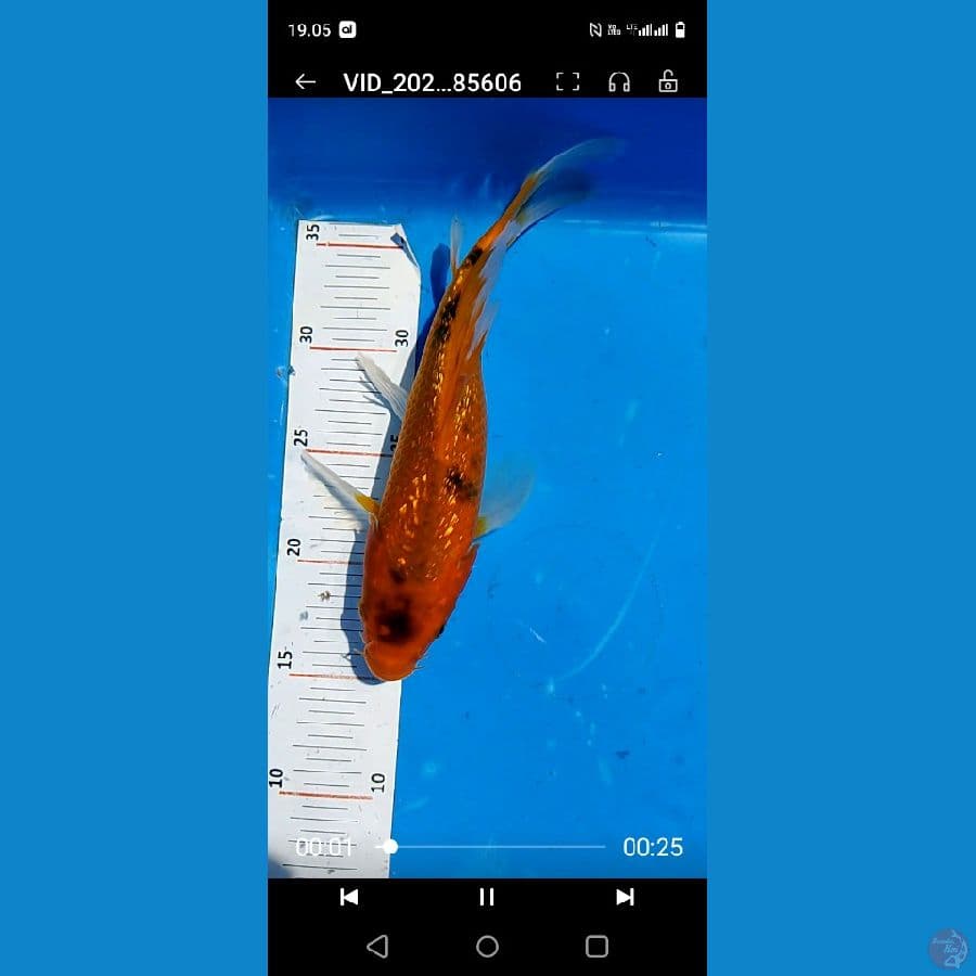 25 cm selayer