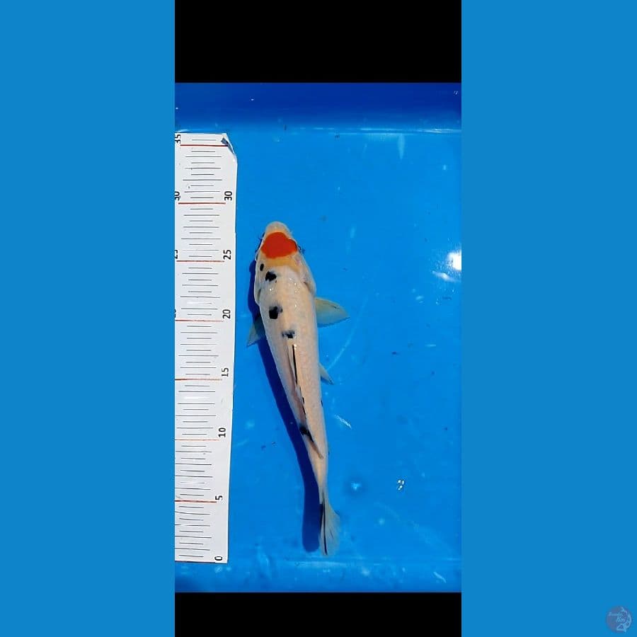 27 cm tc sangke