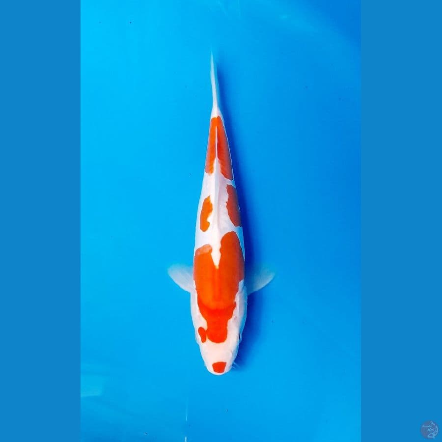 kucibeni kohaku doit 25cm