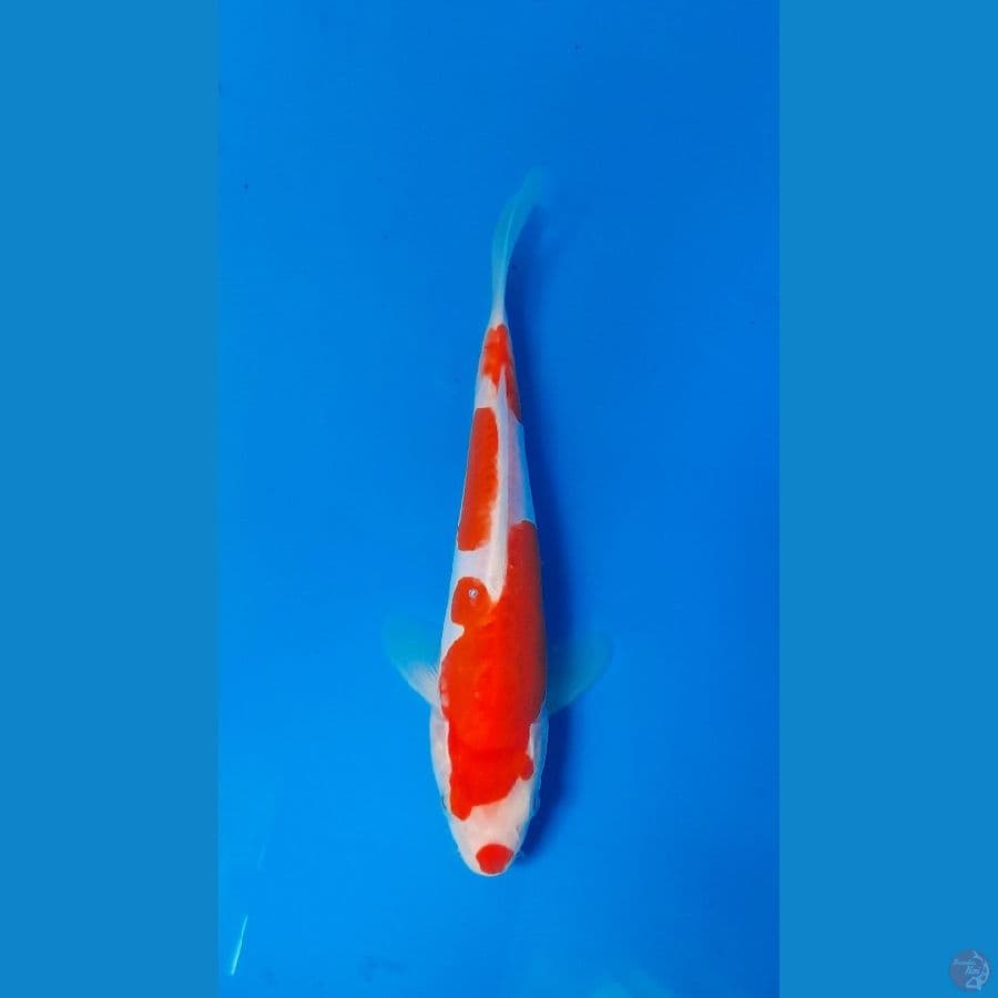 minion kohaku doit 20bu