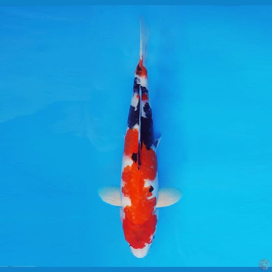 RONIN 6 (33 CM/male) - Showa Evo ®