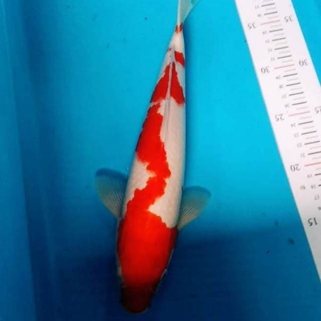 Kohaku bagus original