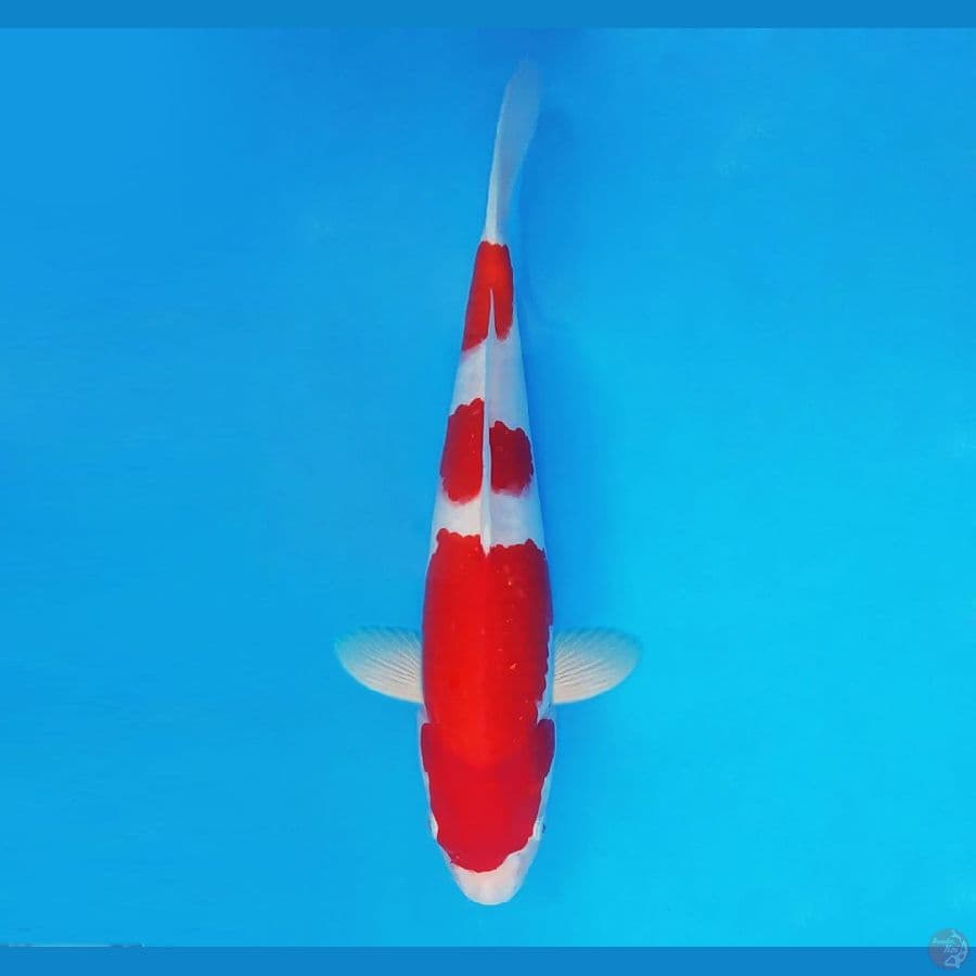 RONIN 8 (34 CM/fm) - Kohaku Halus ®