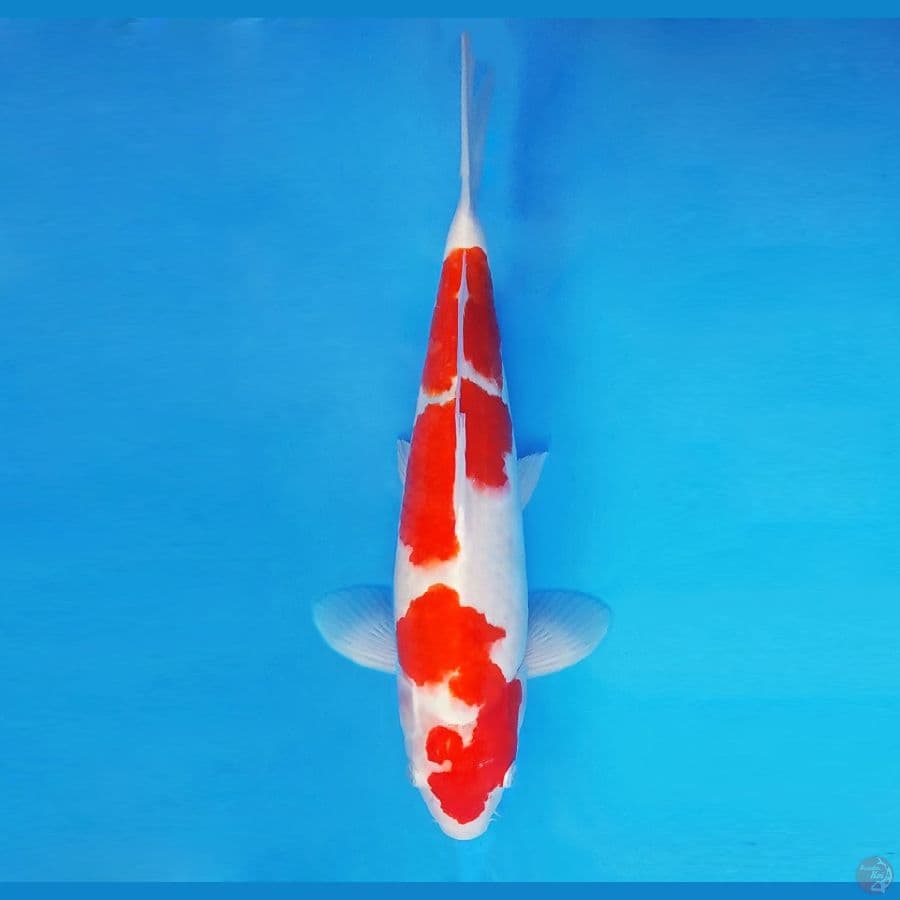 RONIN 12 (38 CM/fm) - Kohaku ®