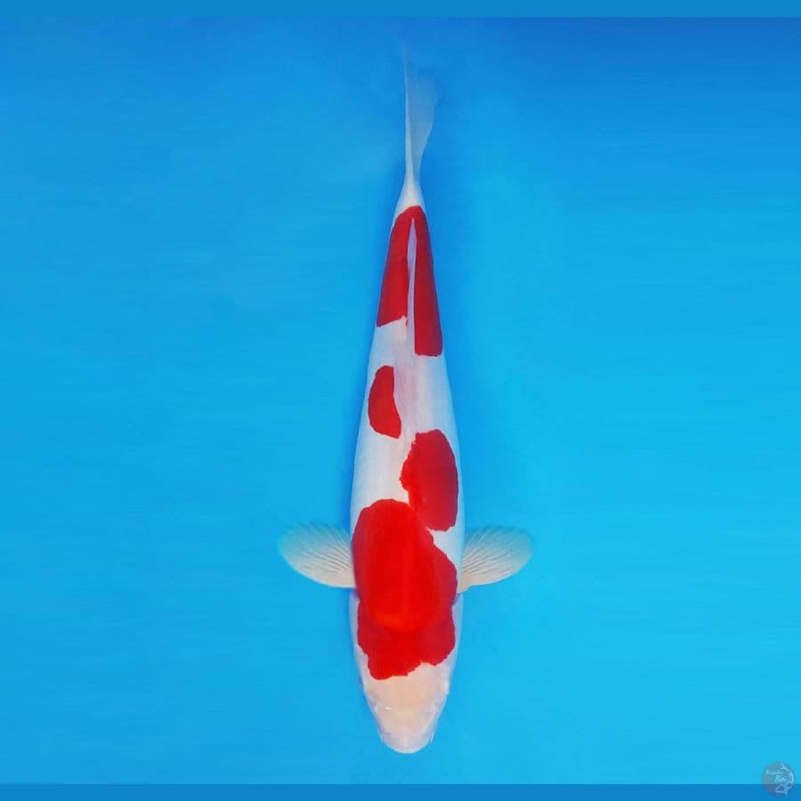 RONIN 15 (36 CM/fm) - Kohaku Doitsu Murni ®