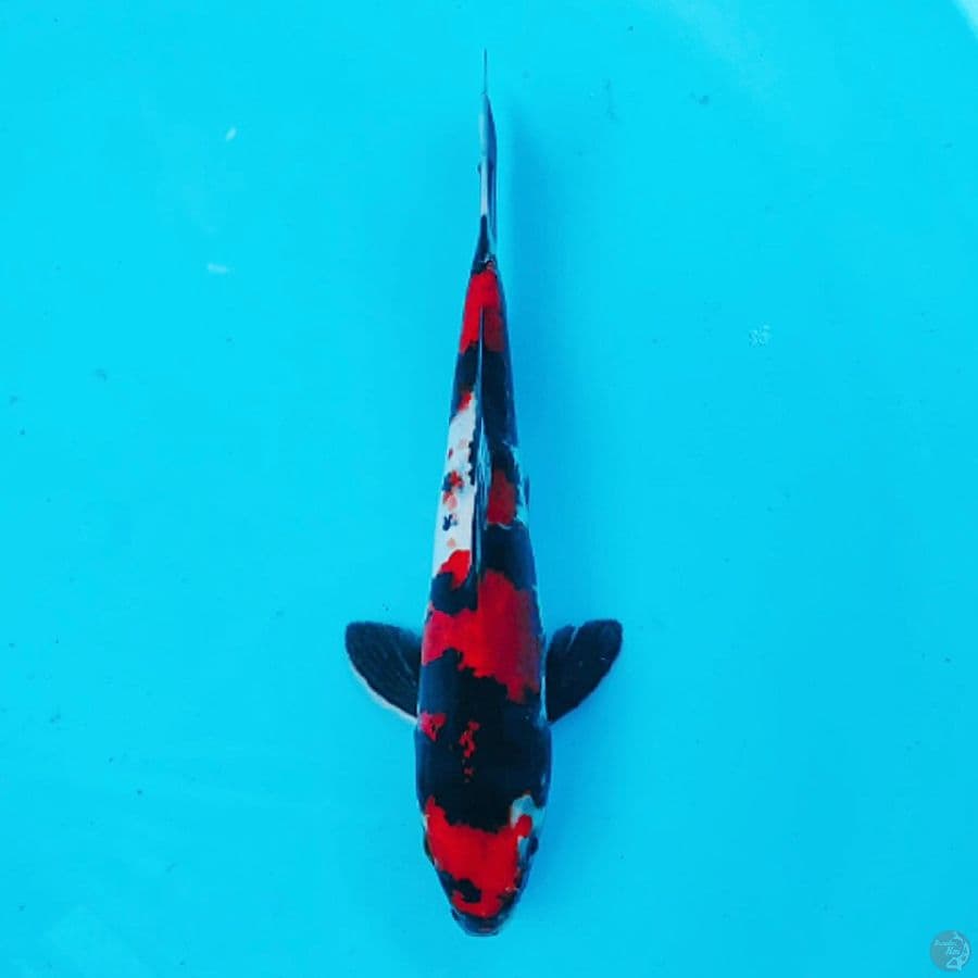DOITSU SHOWA 26CM MALE