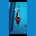 tancho showa 50 cm