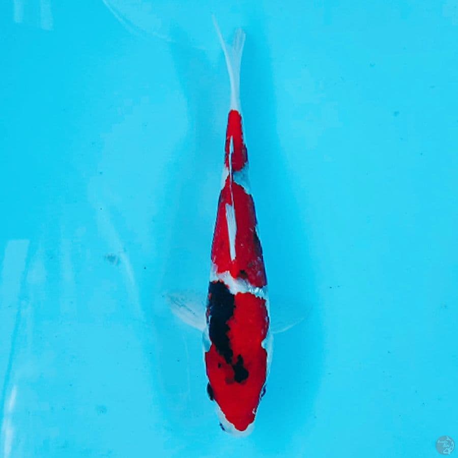 SHOWA TATEGOI QUALITY 3 STEP 24CM MALE