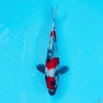 RED SHOWA 3 STEP 20CM MALE