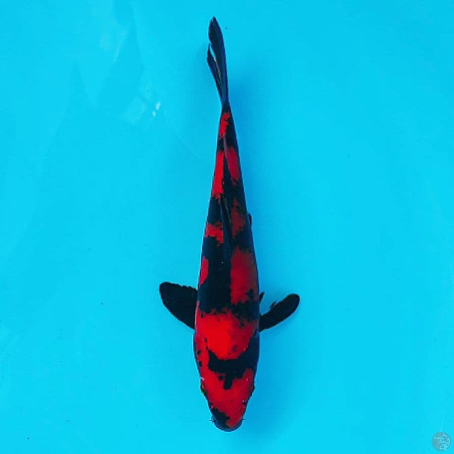 HI UTSURI 23CM MALE