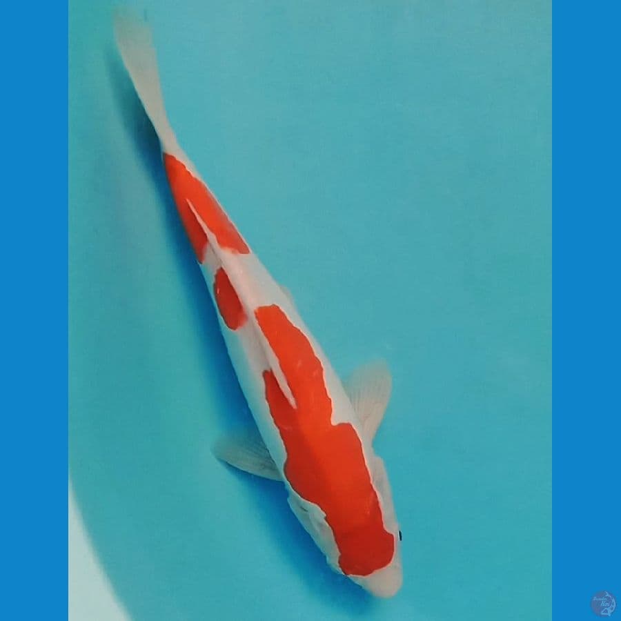 kohaku doitsu