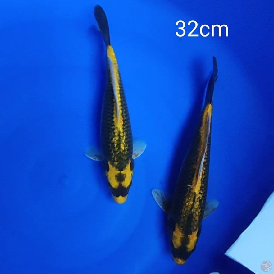 Kabuto ginrin 32cm