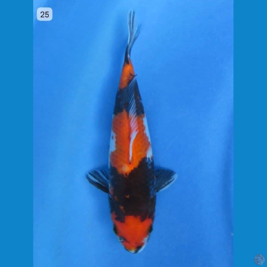 25cm - Hi Showa Balance