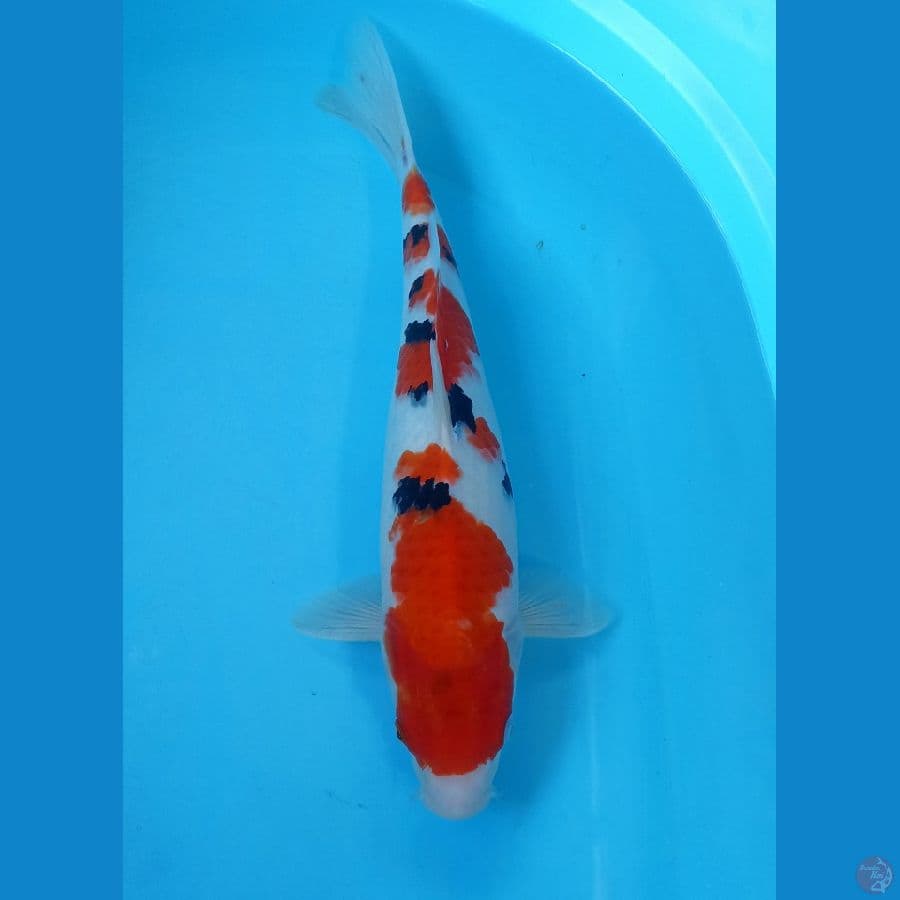 Sanke HQ 40cm male