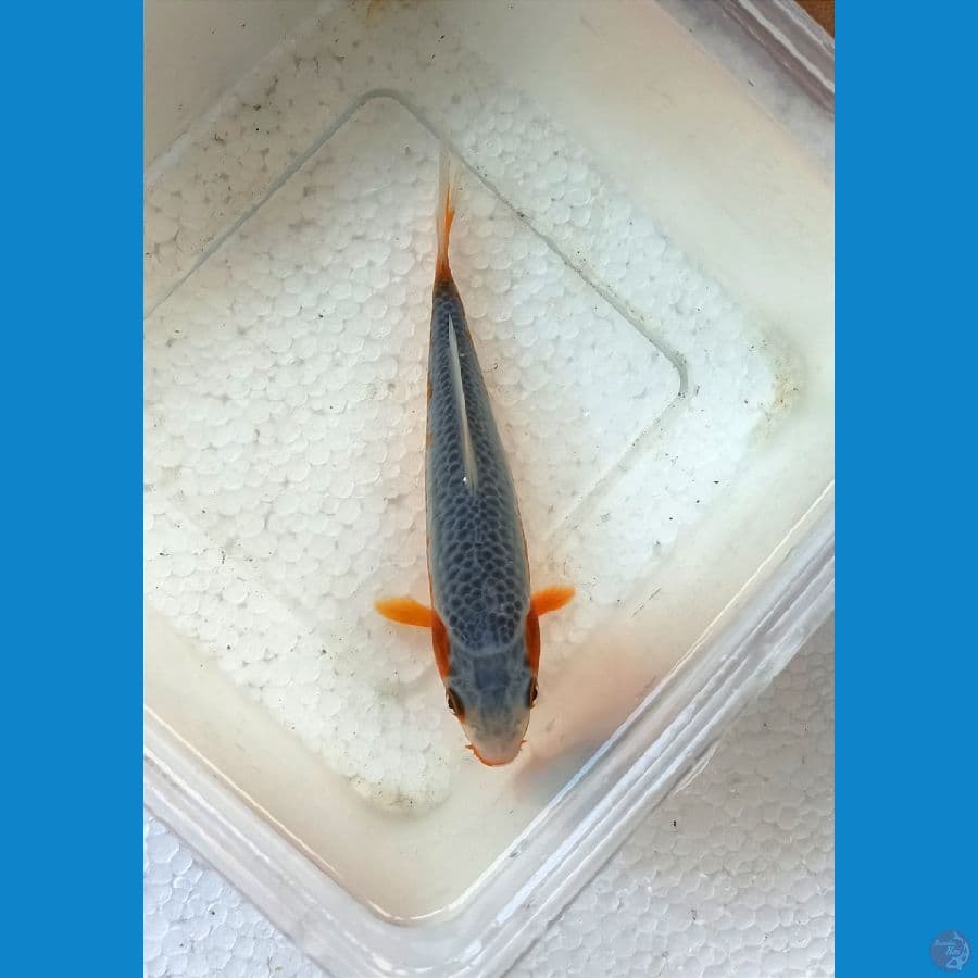 Asagi 15cm