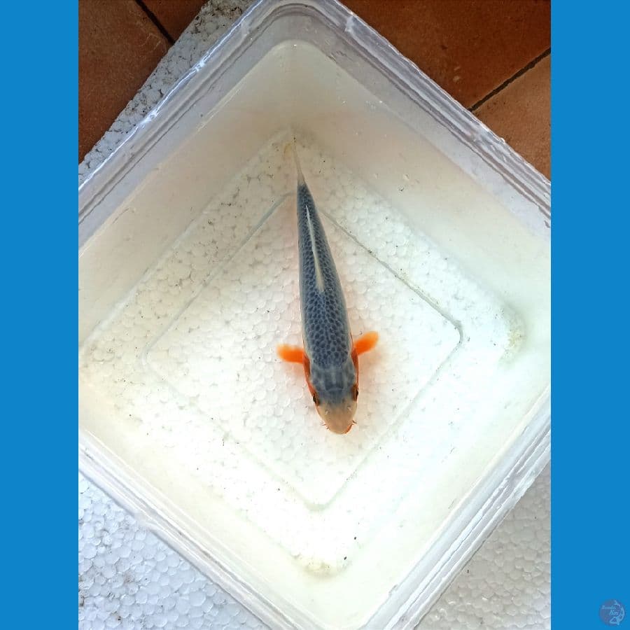 Asagi 15cm