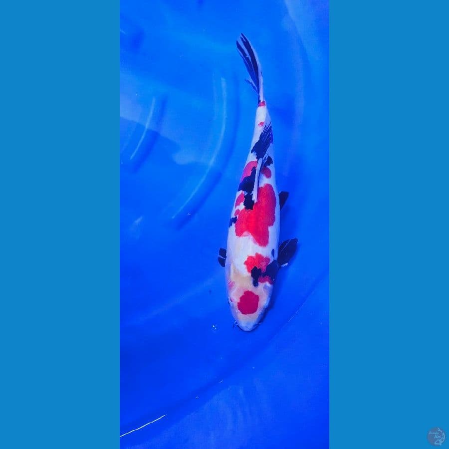 45 CM Showa Doitsu 
