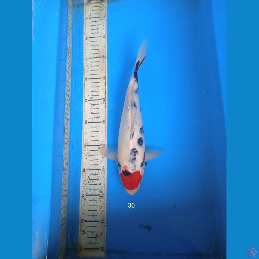 tanco showa 30cm M