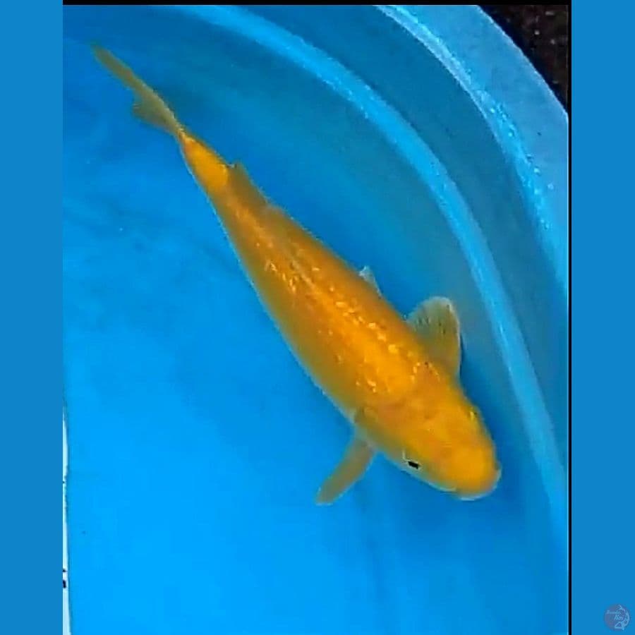 34 cm karashi ginrin