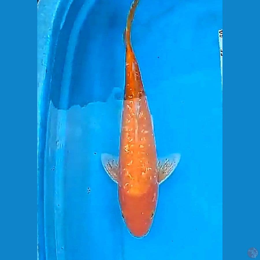 40 bu/38 cm red karashi ginrin ml