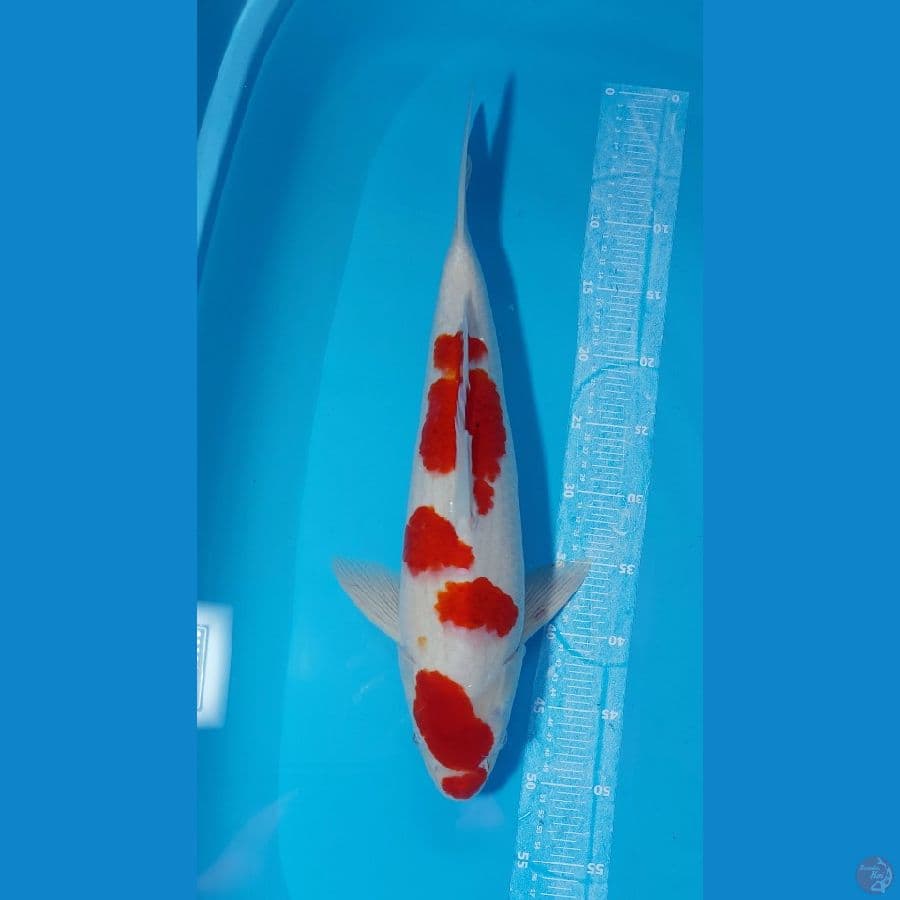 49cm Male ORI