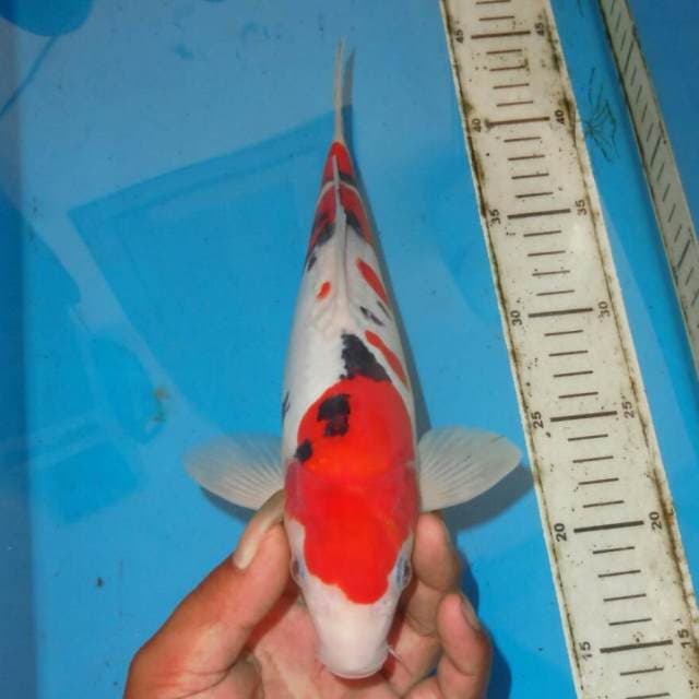 SANSHOKU MERONA
