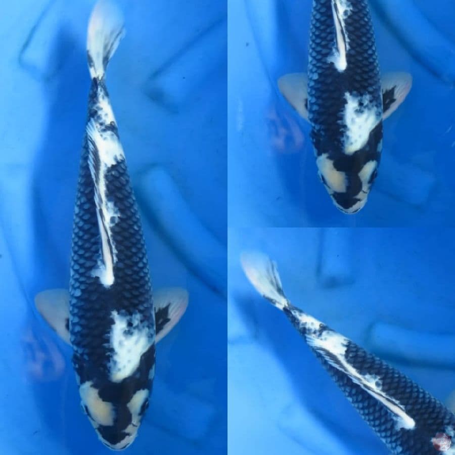  45cm , Male Jumbo Unique