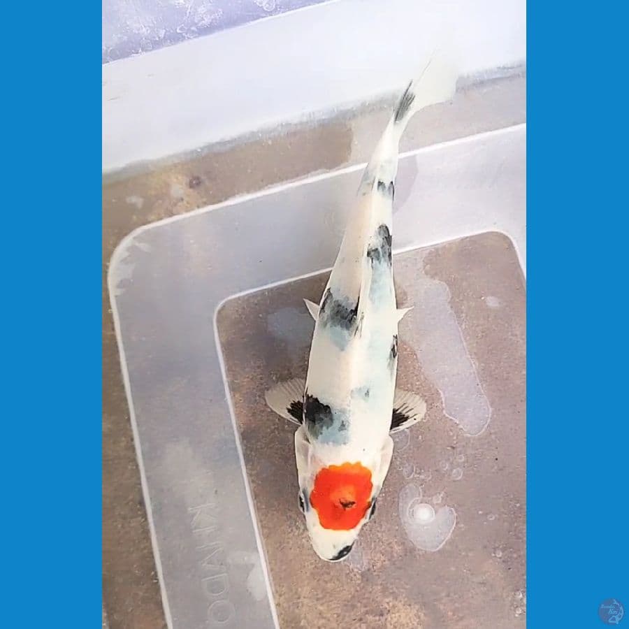 tanco original 20 cm