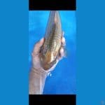 caramel 37cm ml munuk
