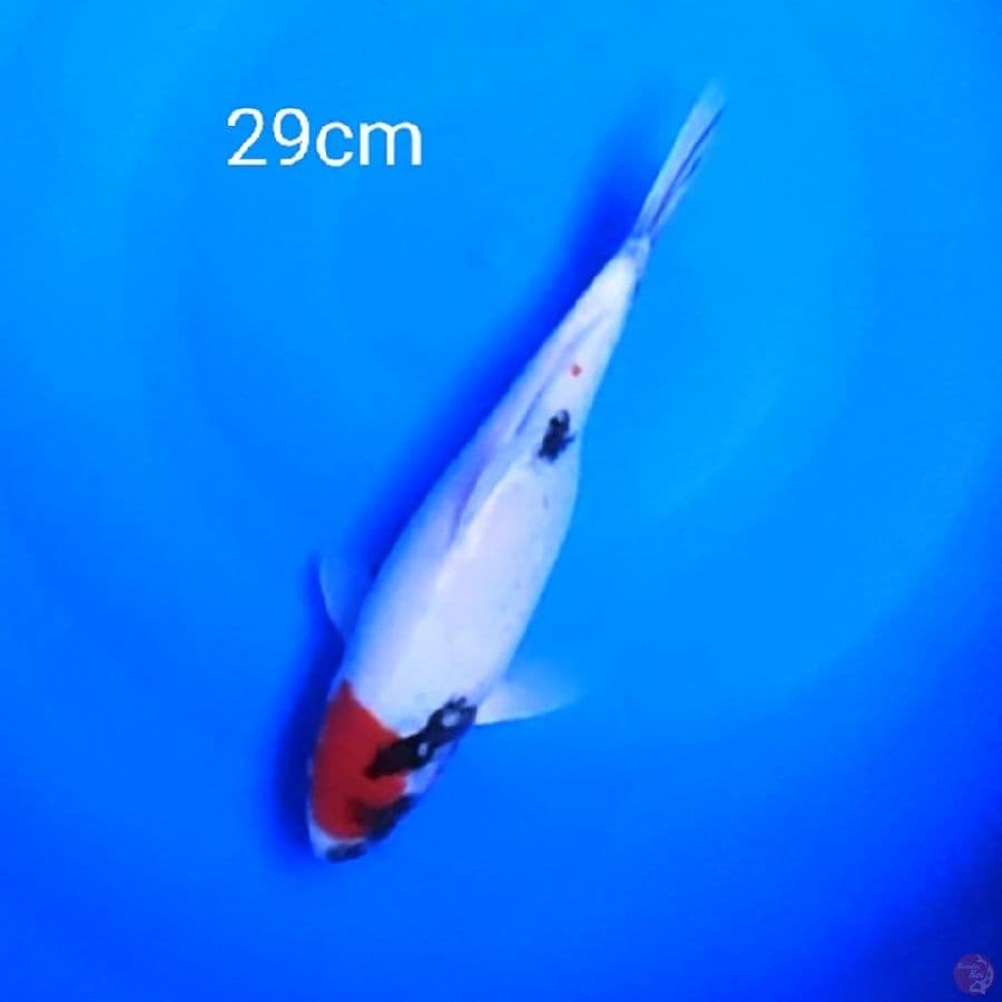 Original Tc Showa 29cm