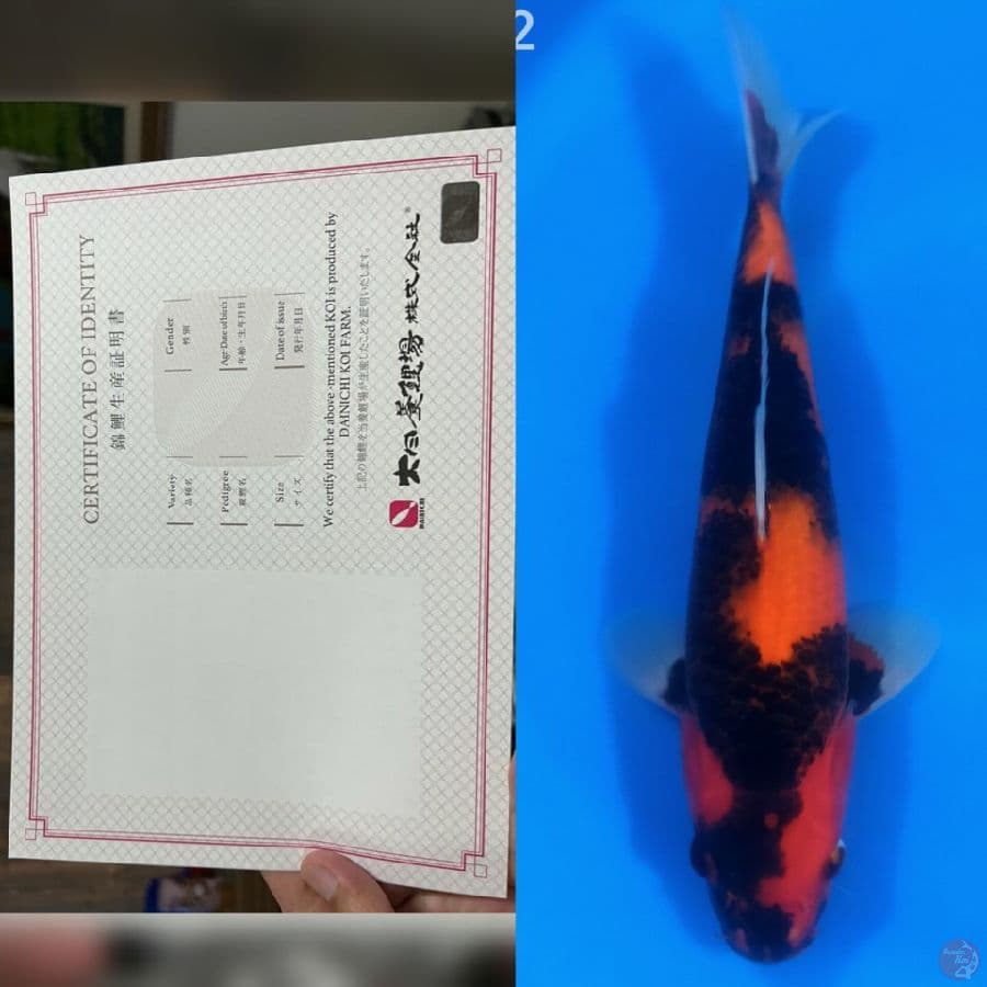 DAINICHI HI UTSURI
