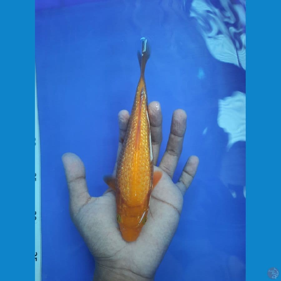 20cm karamel