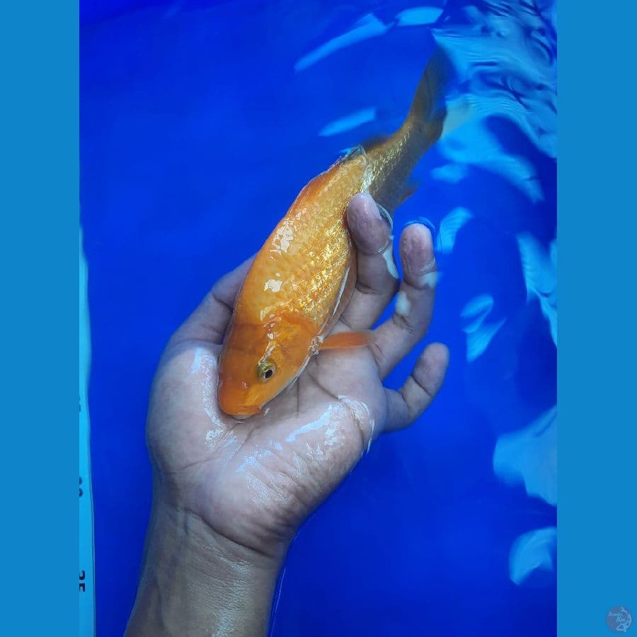 20cm karamel
