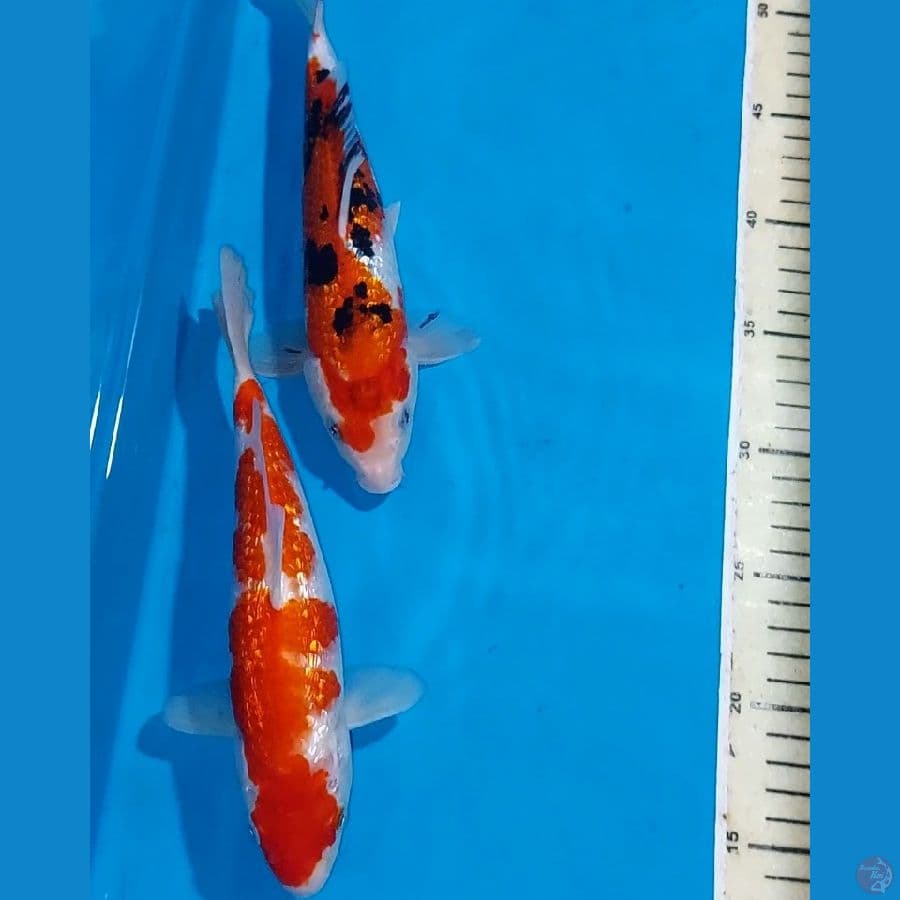 SANKE KOHAKU GINDRIN 23 CM