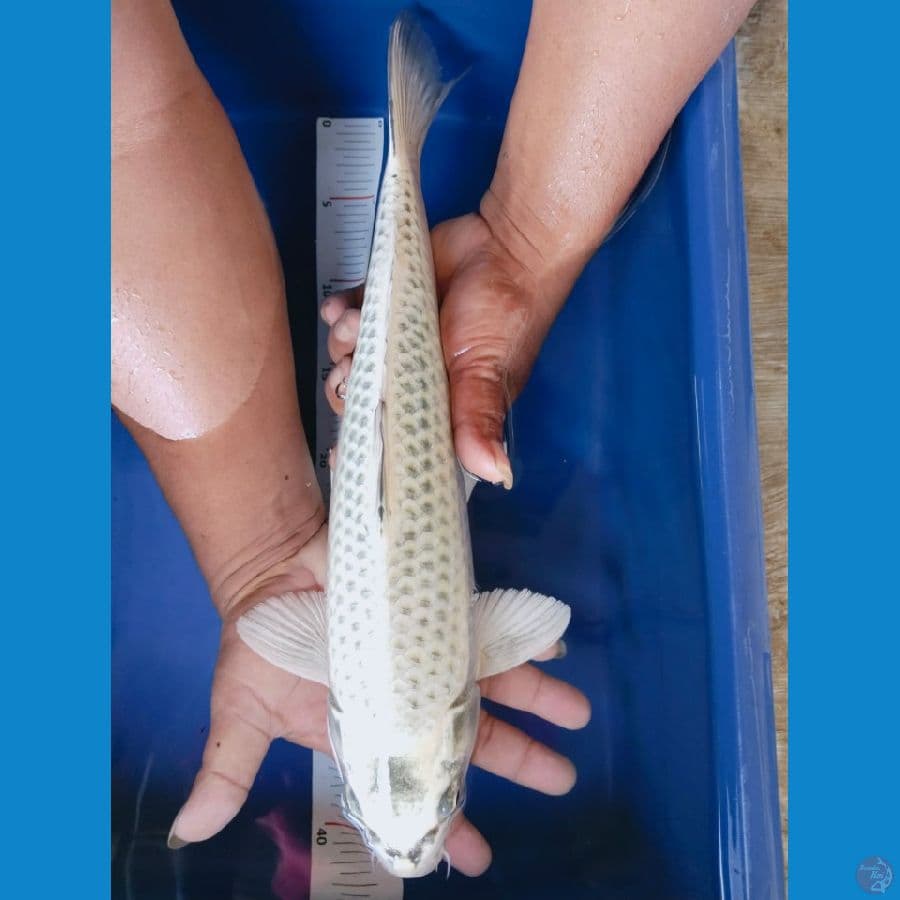 mulasi 40cm jantan