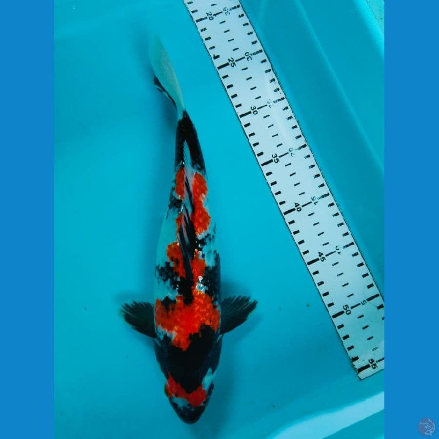 showa 31cm