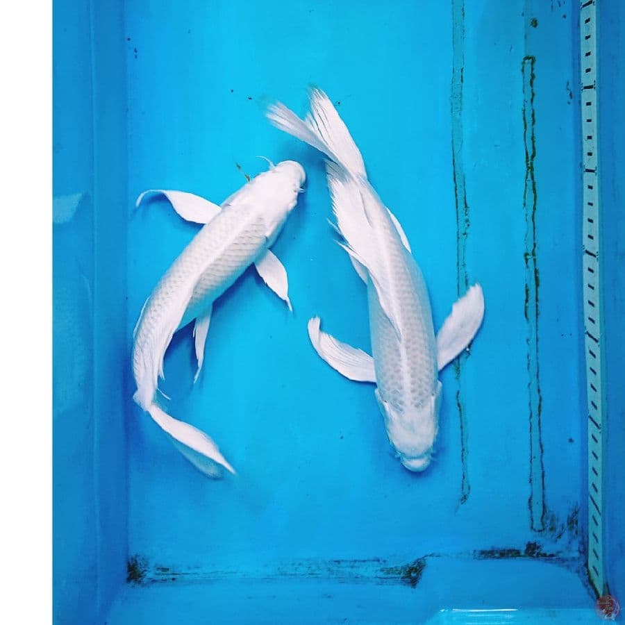 PLATINUM KUMPAY 26,27 CM ( 2 EKOR )