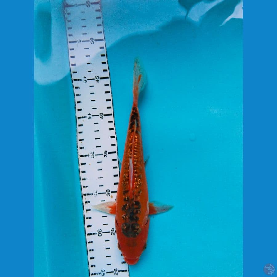 hana shusui 26cm