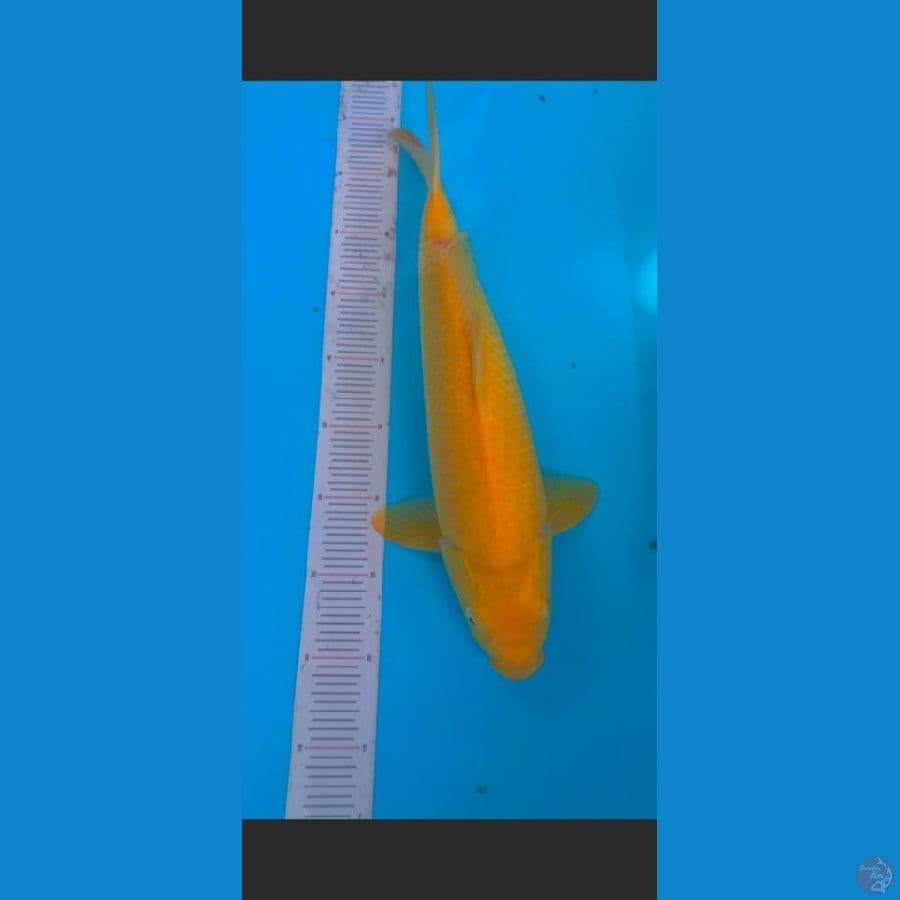 LEMON -Karashi Mata Merah 40cm 