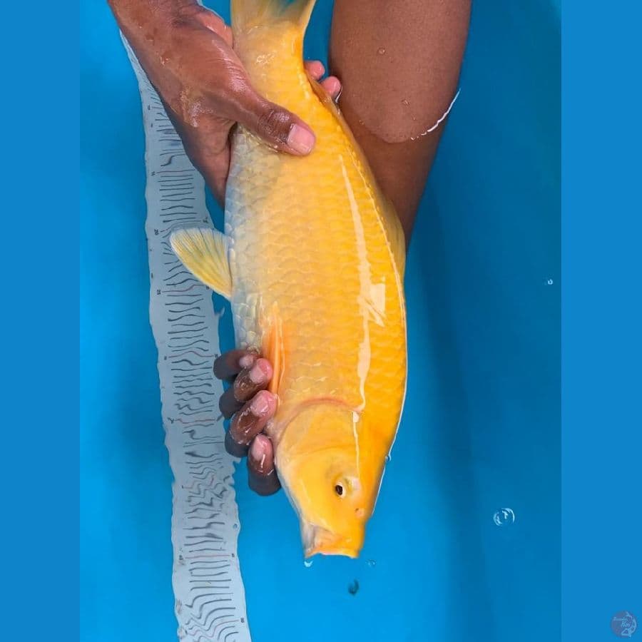 LEMON -Karashi Mata Merah 40cm 