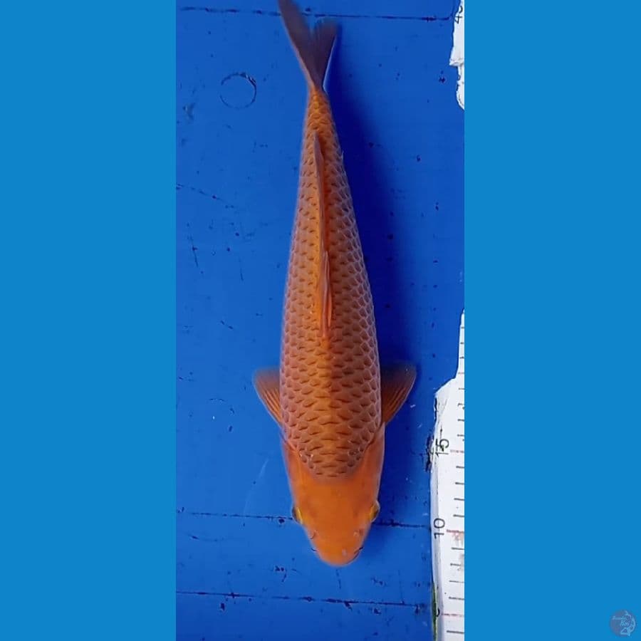 Caramel
