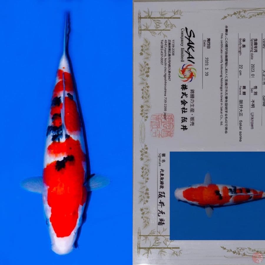 SAKAI SANKE SQ 33CM