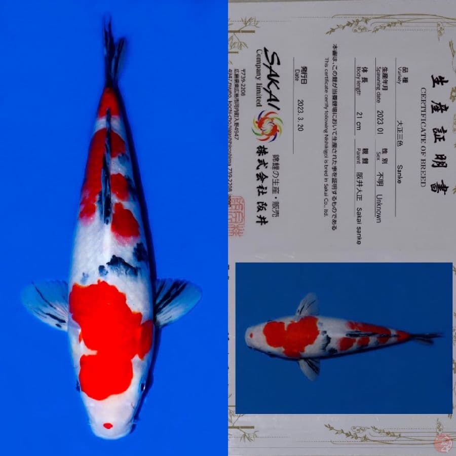 SAKAI SANKE HQ 33CM