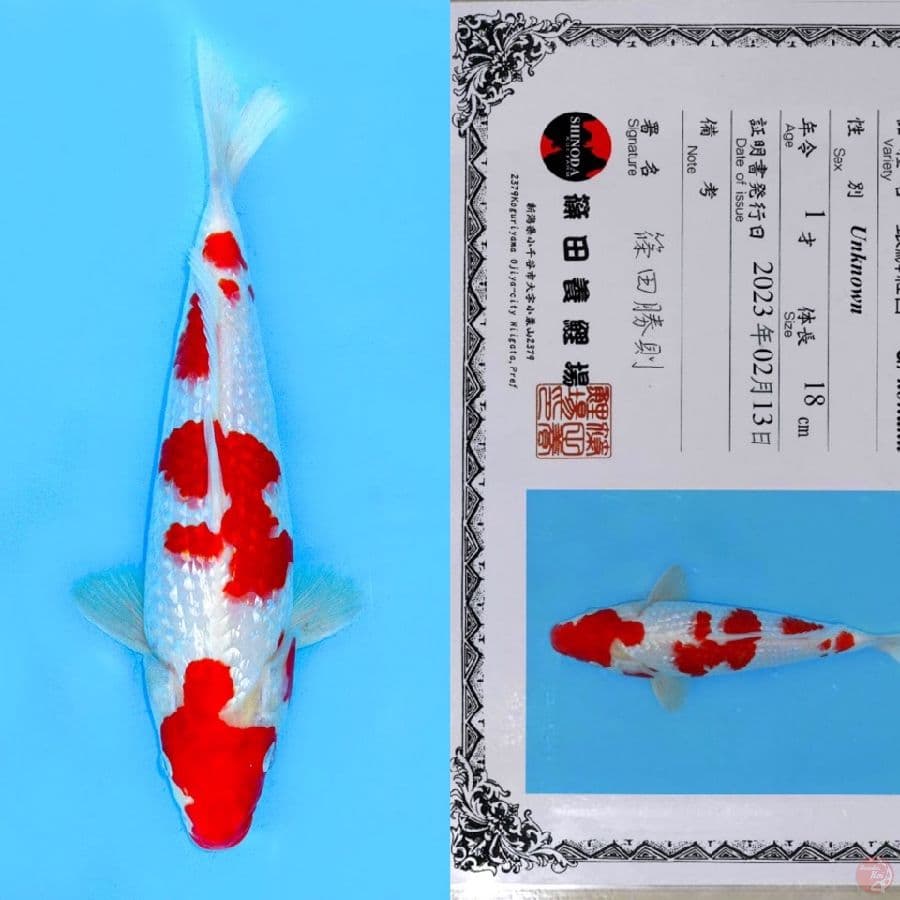 SHINODA KOHAKU HINRIN SQ 30CM