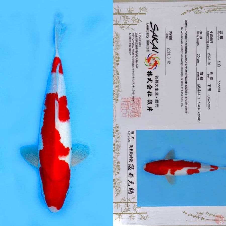 SAKAI NIDAN KOHAKU SQ 30CM