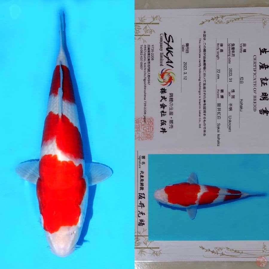 SAKAI SANDAN KOHAKU SQ 32CM