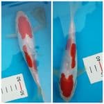 kohaku sq 